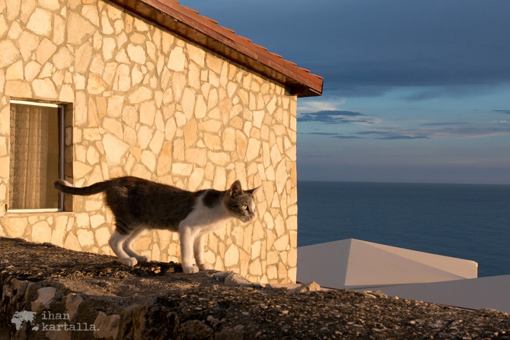 4-6-montenegro-kissa