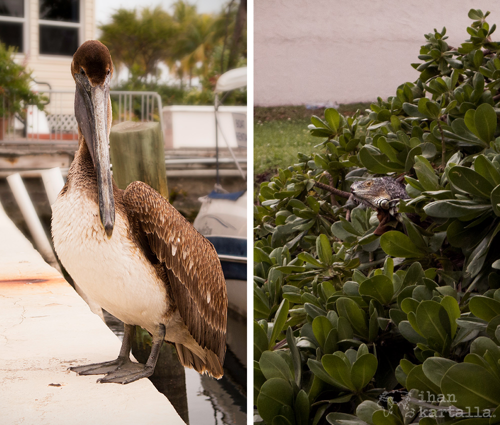 fort-lauderdale-pelikaani-lisko.jpg