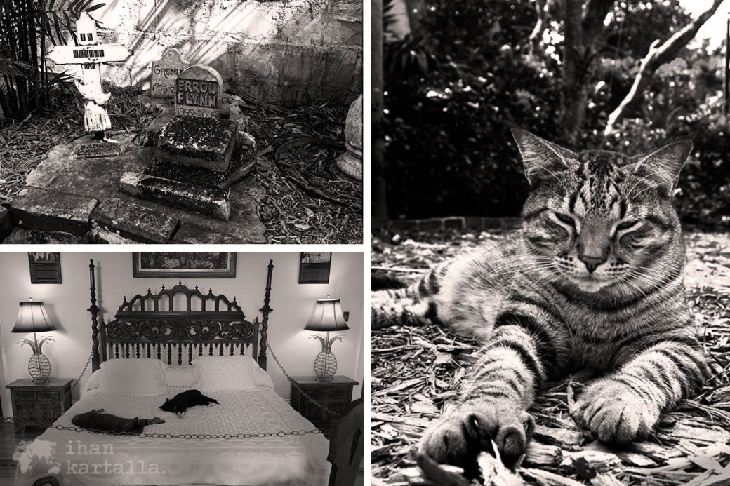 key-west-hemingway-cats