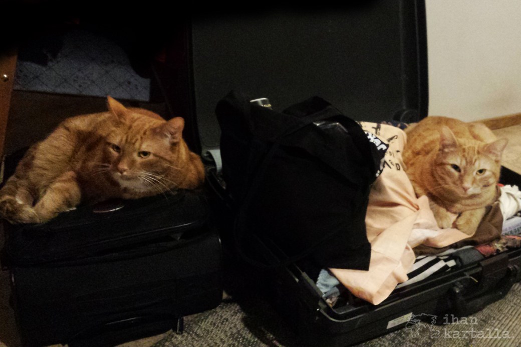 kissat-matkalaukut.jpg