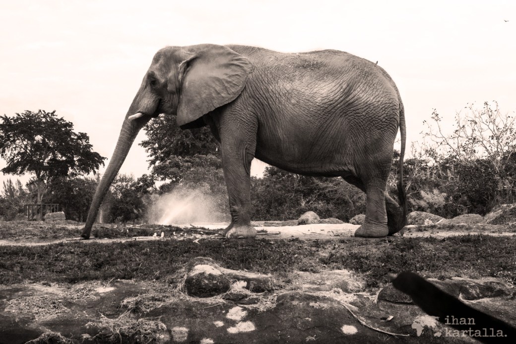 miami-zoo-elephant
