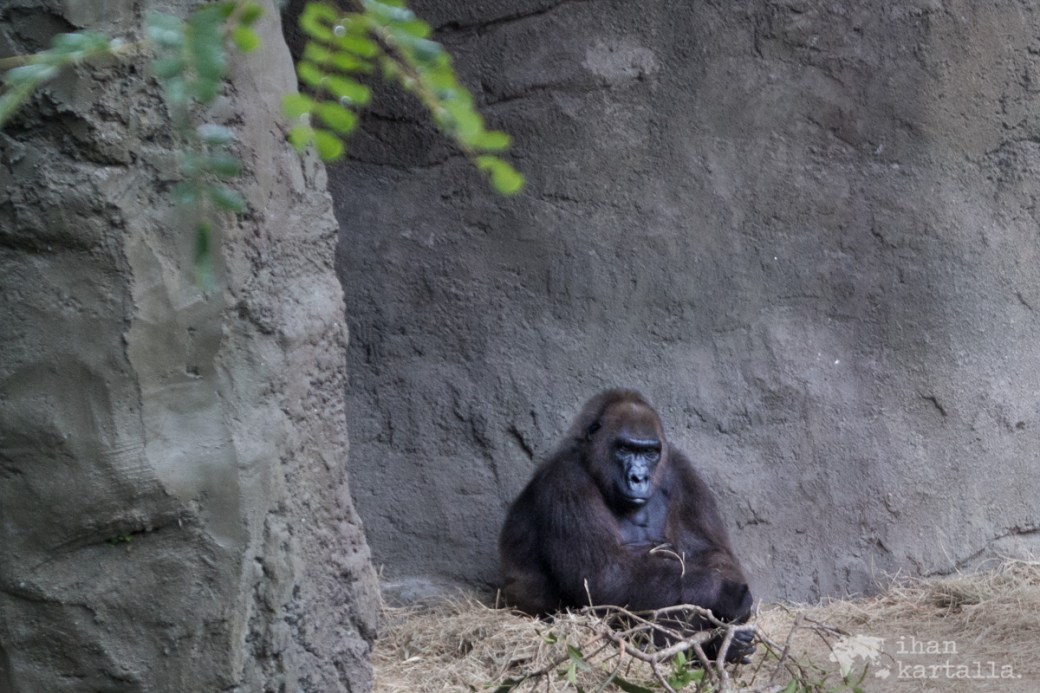 miami-zoo-gorilla