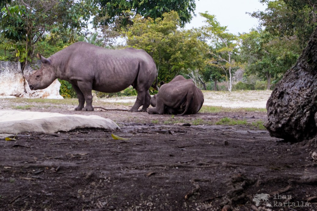 miami-zoo-rhino