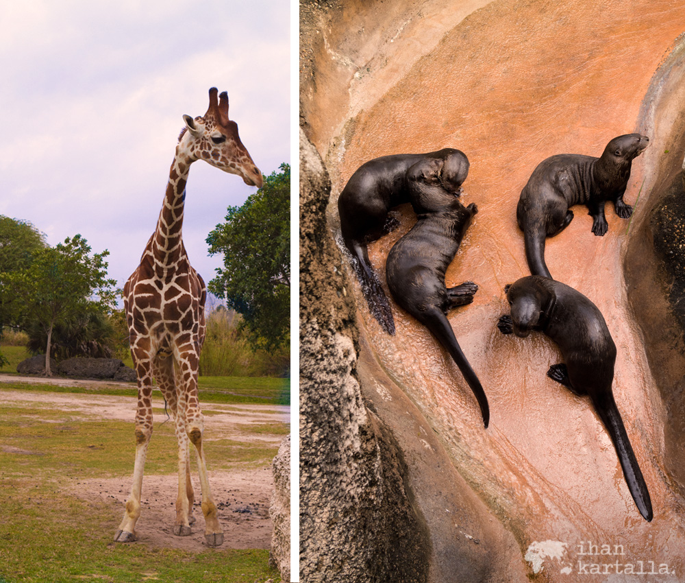 miami-zoo-saukot