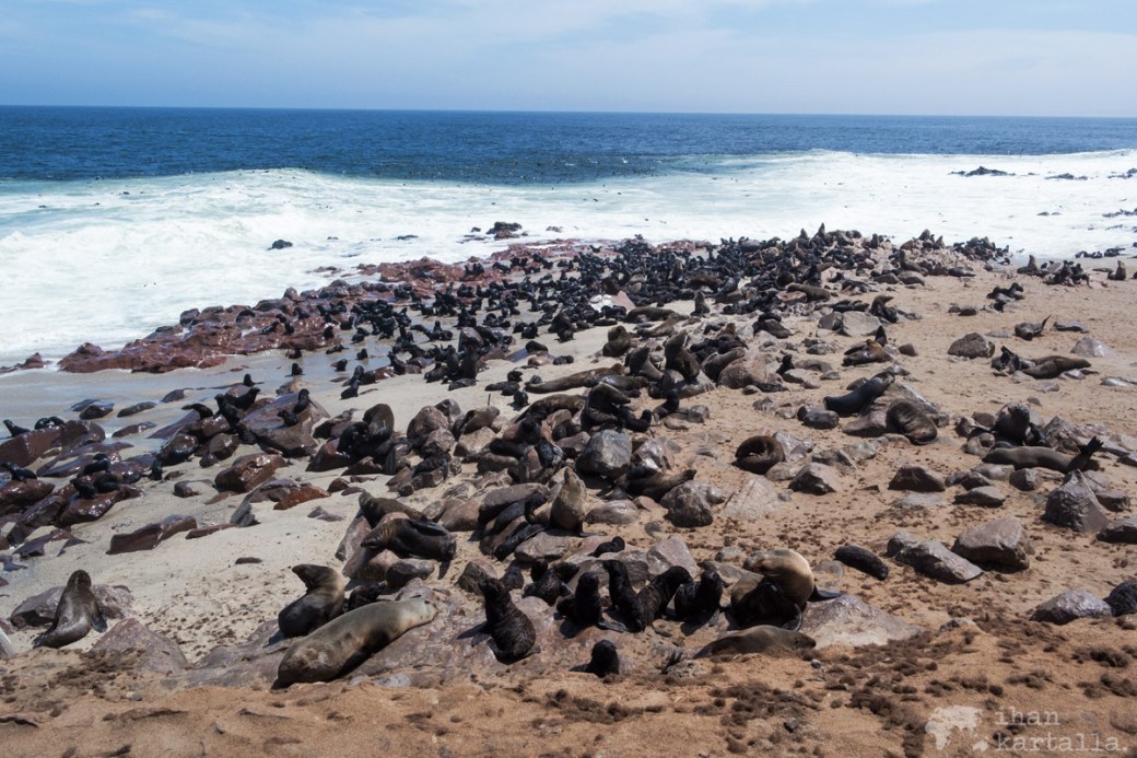 cape-cross-fur-seals.jpg