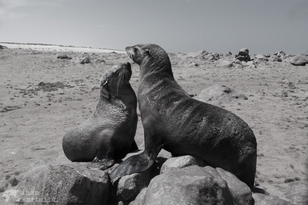 cape-cross-furseals