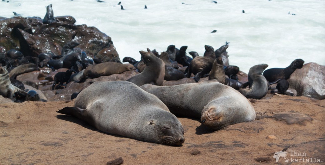 cape-cross-seal-reserve-banneri