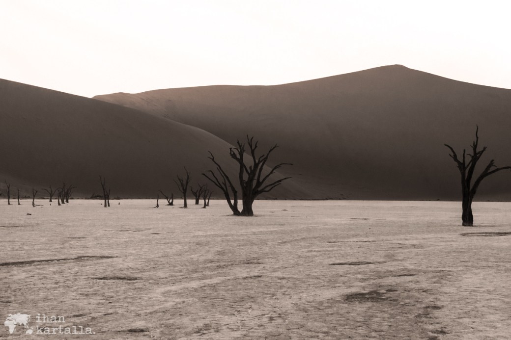 deadvlei-trees