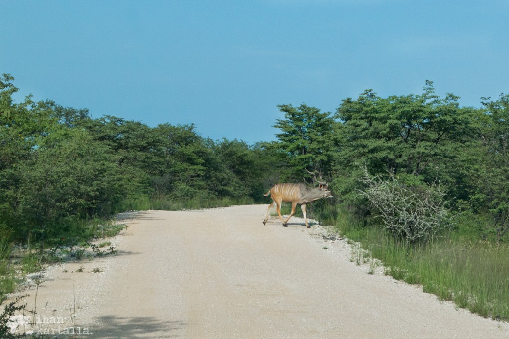 etosha-kudu