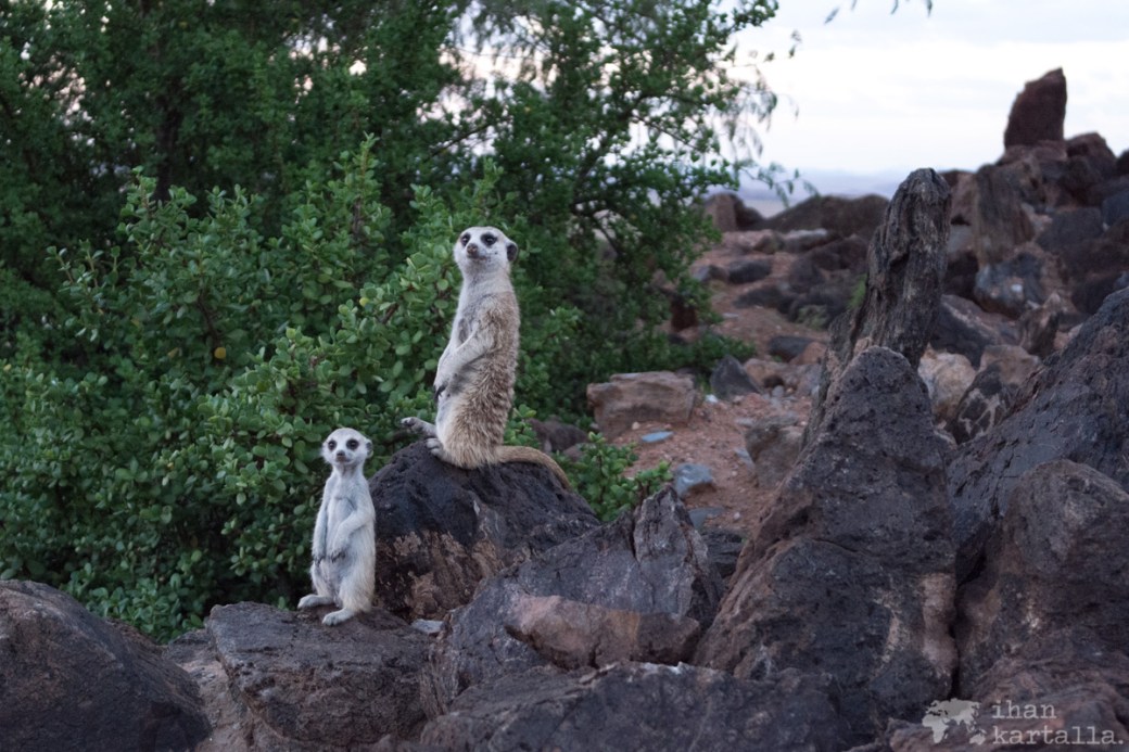meerkats