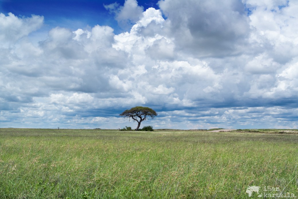 namibia-halali-savanni