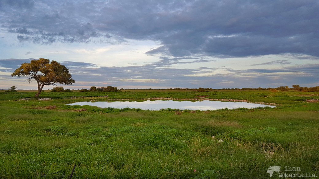 namibia-okaukuejo-waterhole