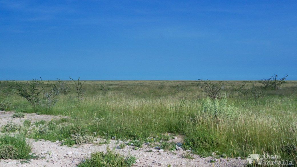 swakopmund-etosha-savanni.jpg