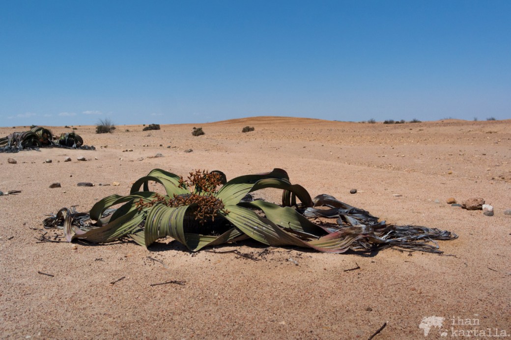 welwitschia-mirabilis