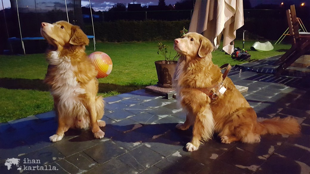 25-4-kamu ja haiku koirat.jpg