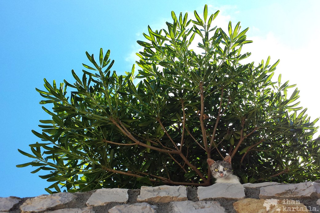 5-6-montenegro-ulcinj-kissa