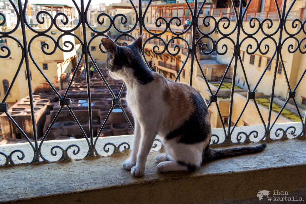 29-5 fes nahka kissa