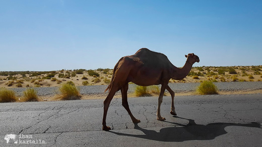 3-7 turkmenistan erbent kameli