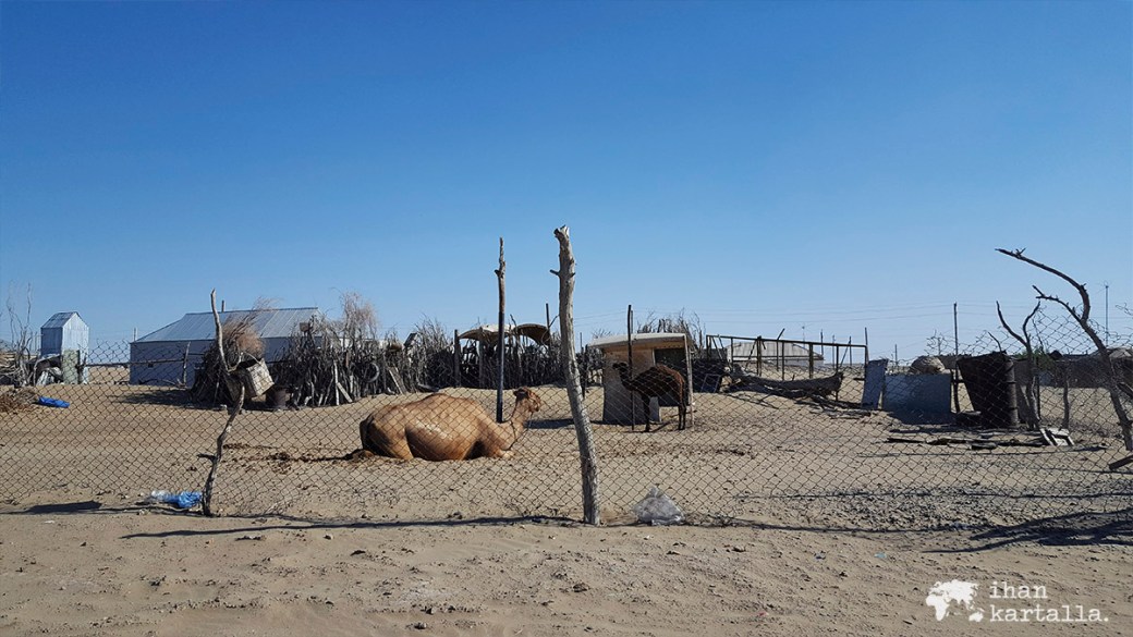 3-7 turkmenistan erbent kamelit