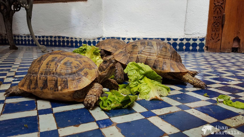 30-5 fes kilpikonnat