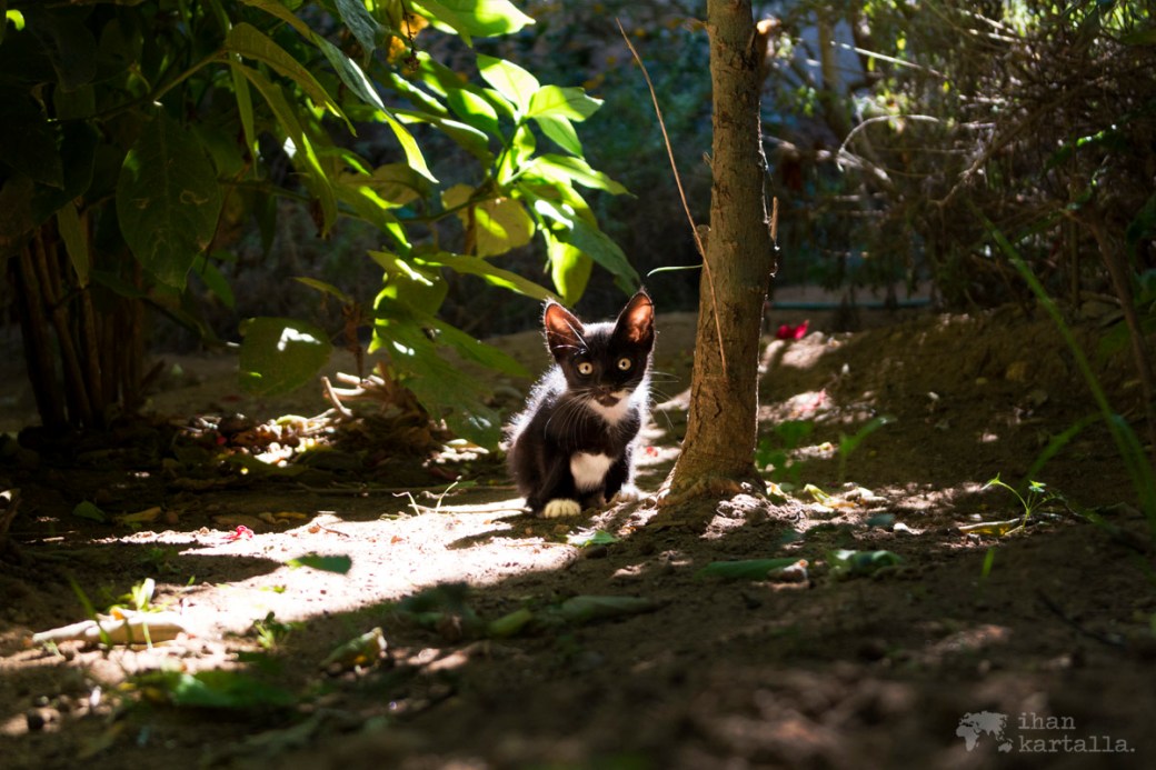 31-5 rabat chellah kissa