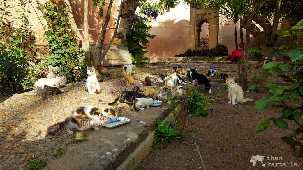 31-5 rabat medina kissat