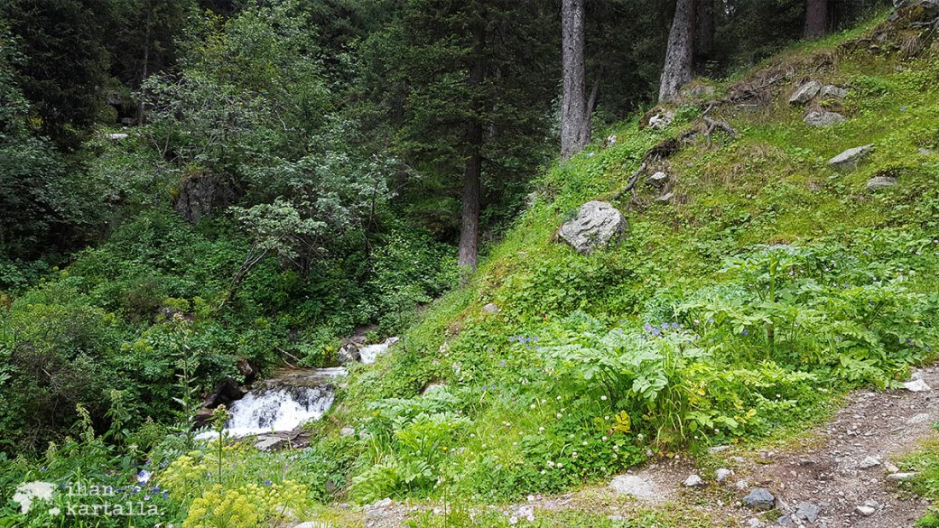 17-7 kazakstan almaty puro