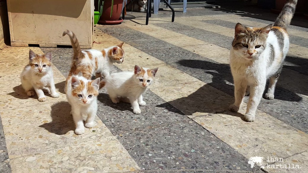 31-3-jordan-amman-cats