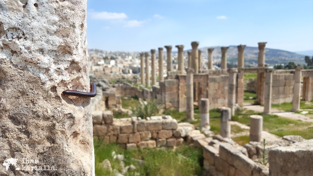 31-3-jordan-jerash-view-5