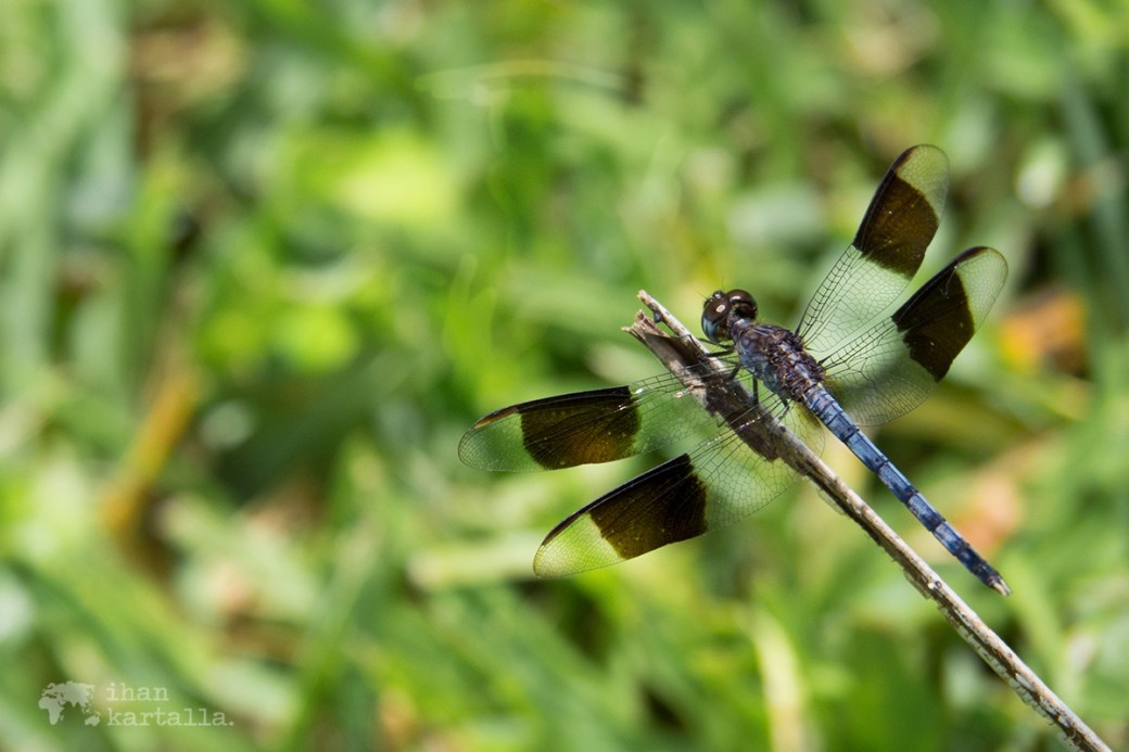 1-9-bahama-sudenkorento