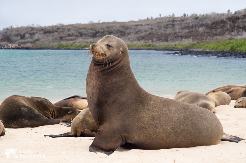 10-9-galapagos-santa-fe-alpha-male