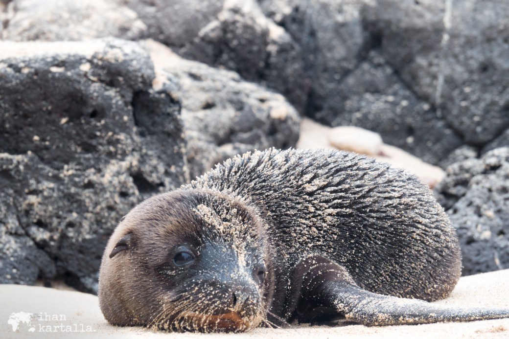 10-9-galapagos-santa-fe-baby-sealion