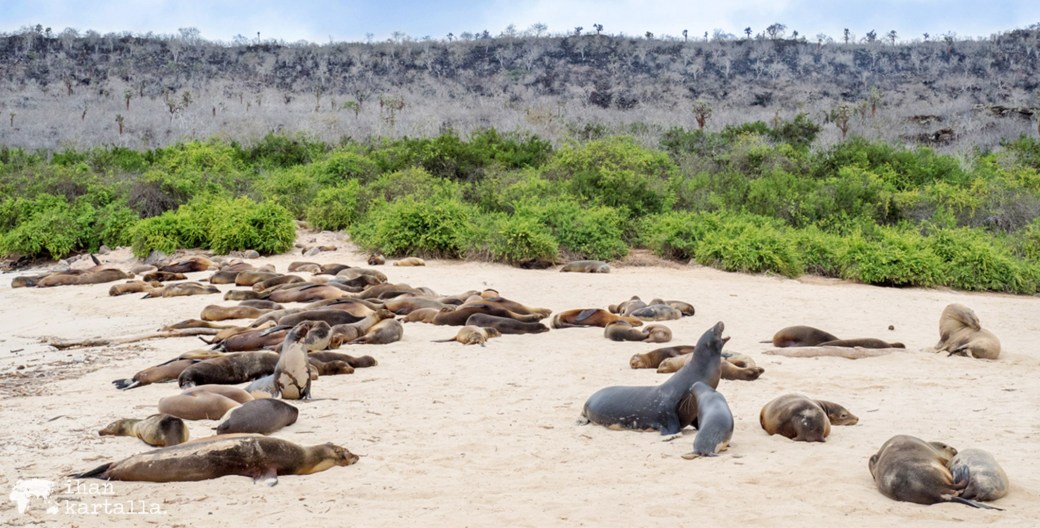 10-9-galapagos-santa-fe-banneri