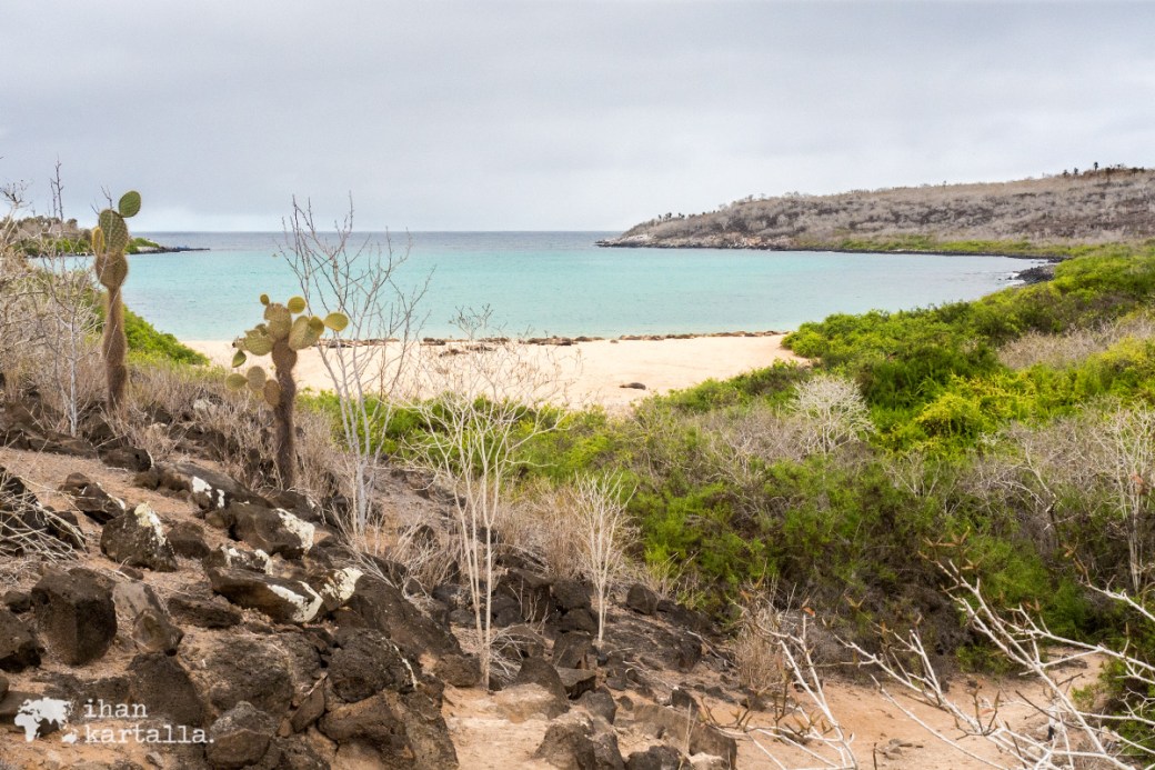 10-9-galapagos-santa-fe-beach