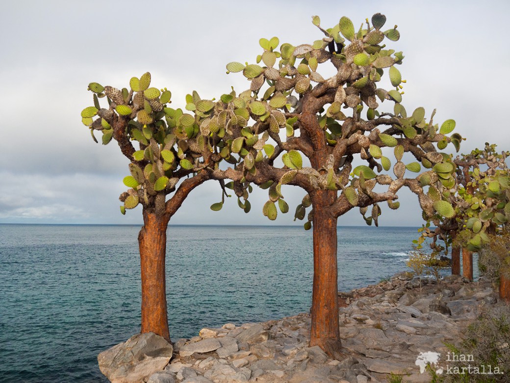 10-9-galapagos-santa-fe-cactuses
