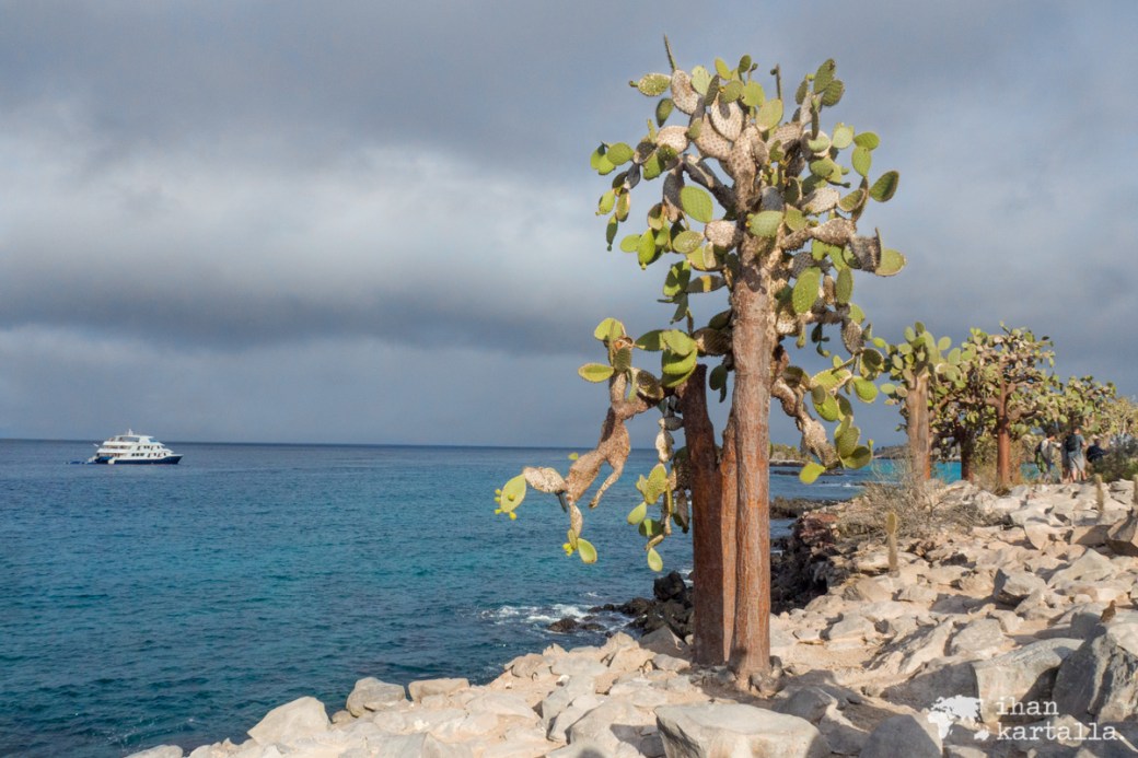 10-9-galapagos-santa-fe-cormorant