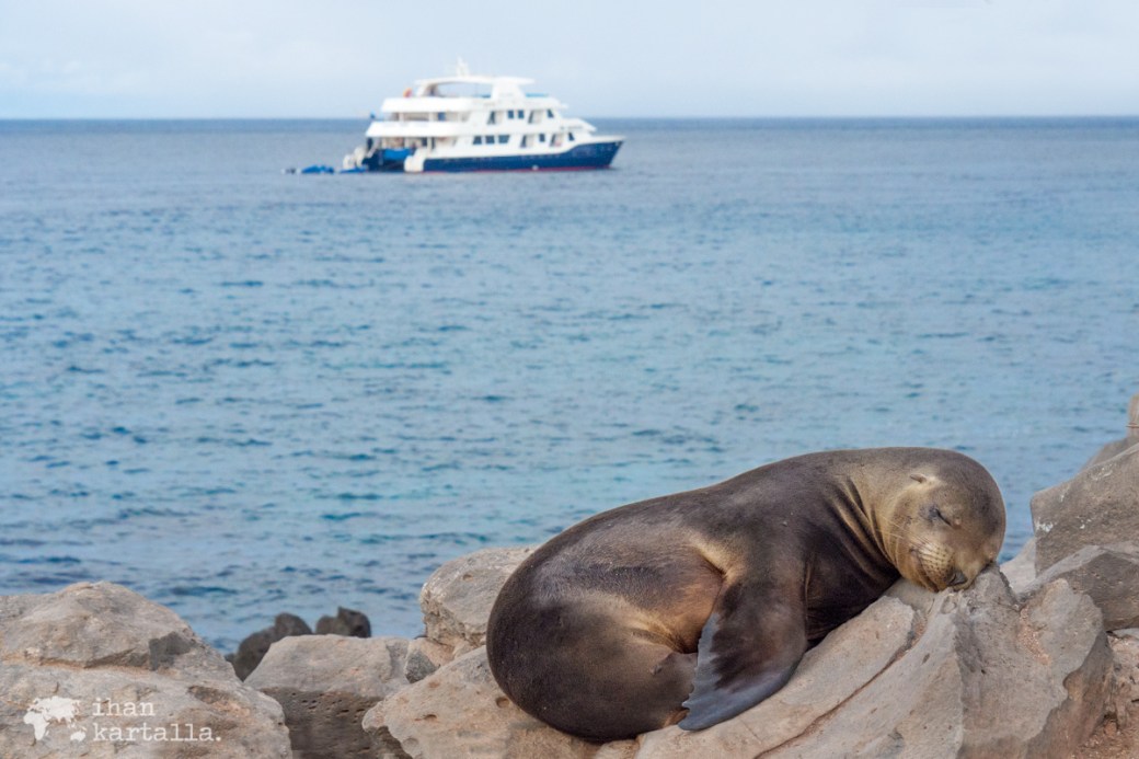 10-9-galapagos-santa-fe-cormorat-sea-lion