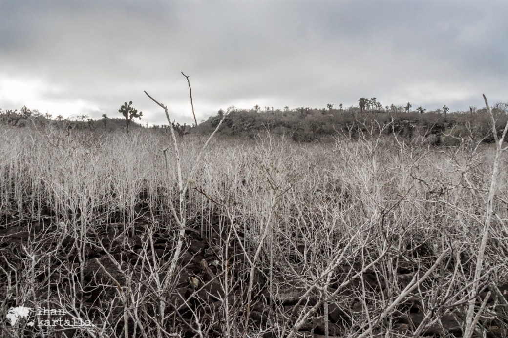 10-9-galapagos-santa-fe-dry