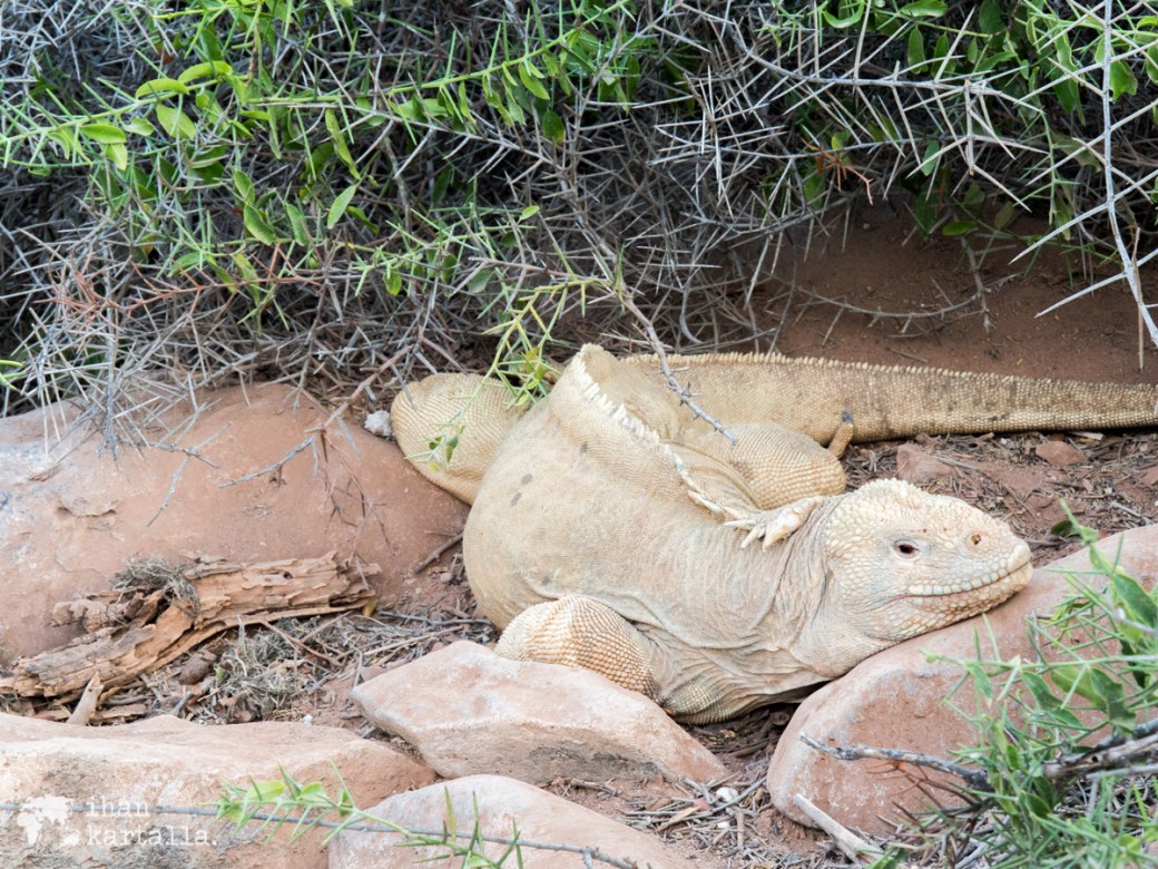 10-9-galapagos-santa-fe-land-iguana