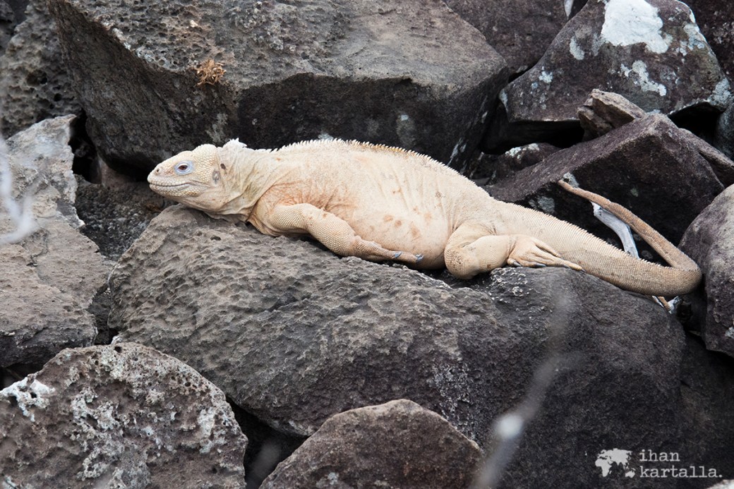 10-9-galapagos-santa-fe-land-iguana2
