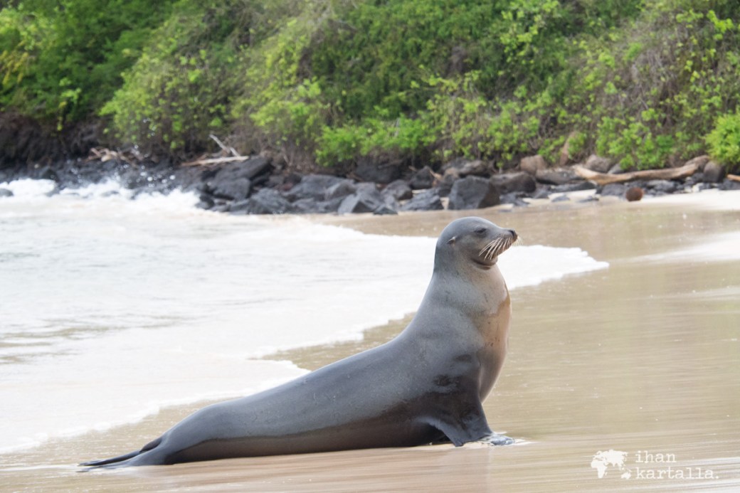 10-9-galapagos-santa-fe-sealion-beach