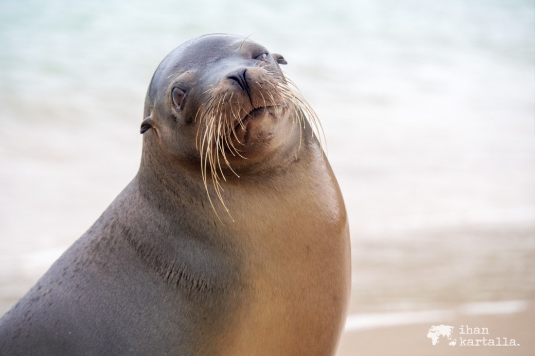 10-9-galapagos-santa-fe-sealion-pose