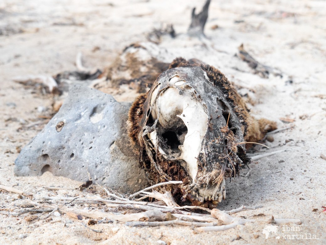 10-9-galapagos-santa-fe-skeleton