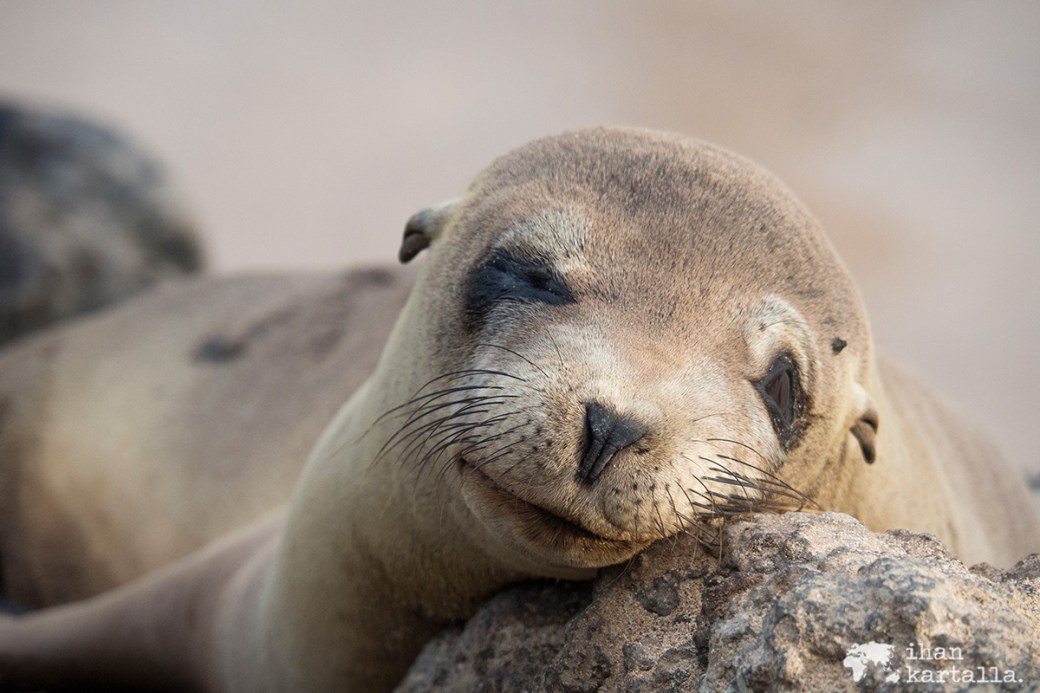 10-9-galapagos-santa-fe-sleeping