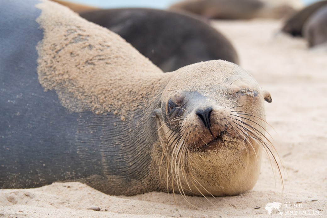 10-9-galapagos-santa-fe-sleeping2