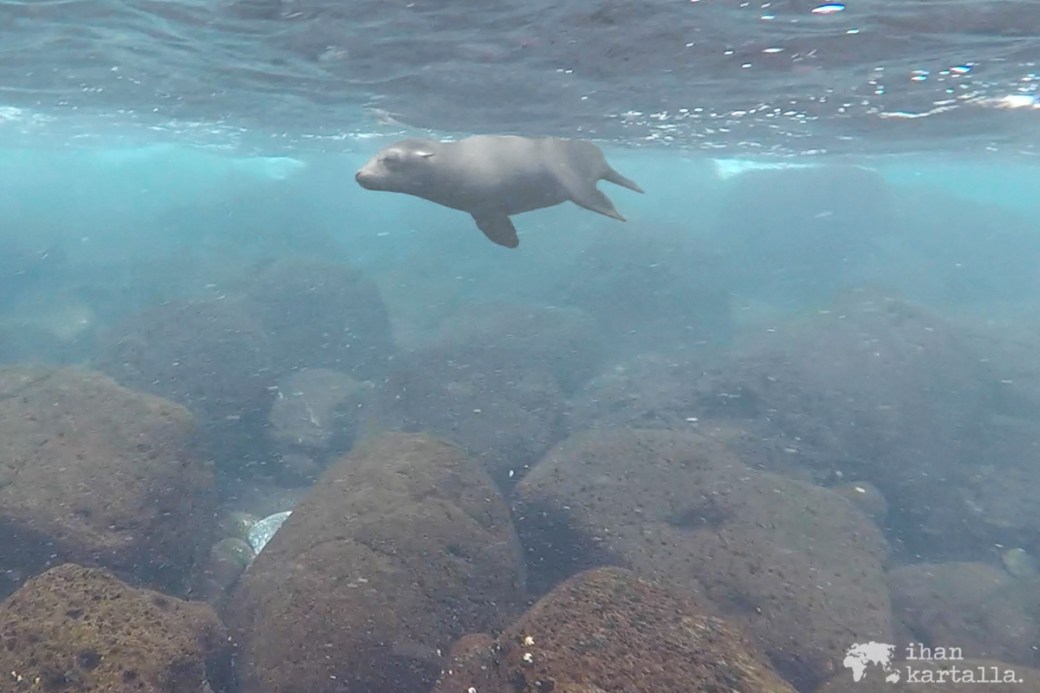 10-9-galapagos-santa-fe-snorkeling-sea-lion