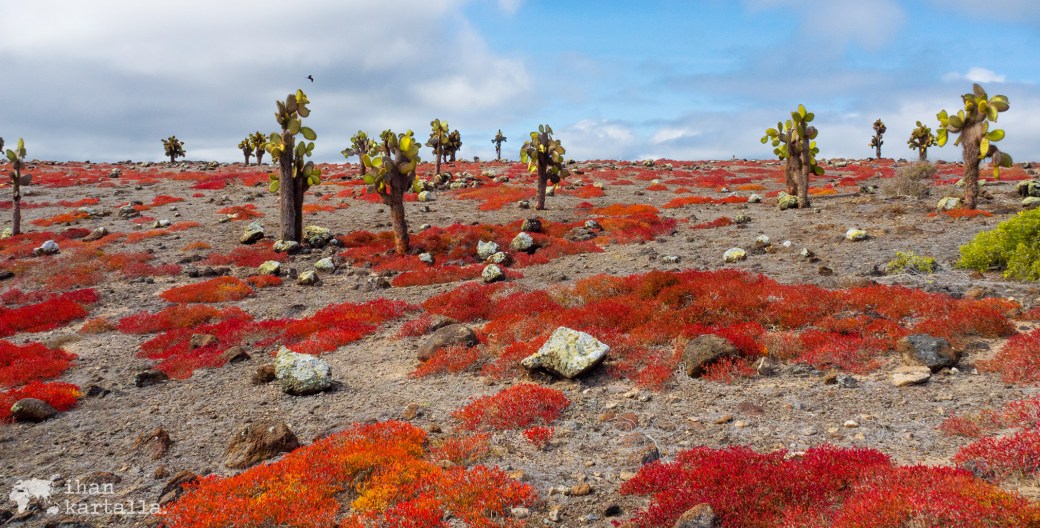 10-9-galapagos-south-plaza-banneri