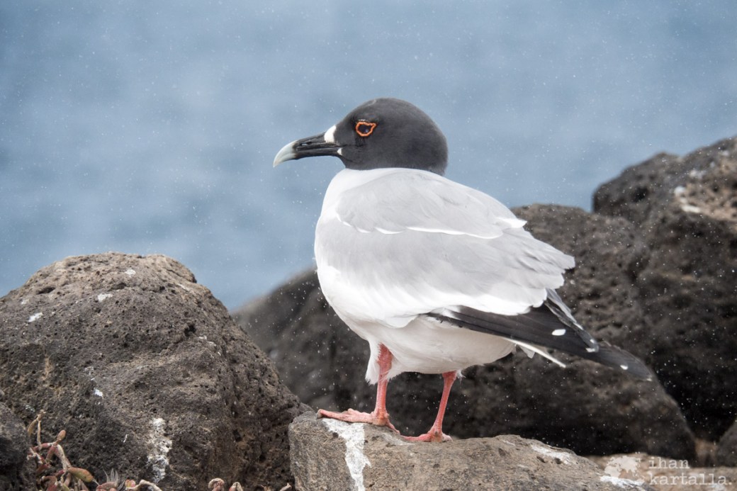 10-9-galapagos-south-plaza-bird