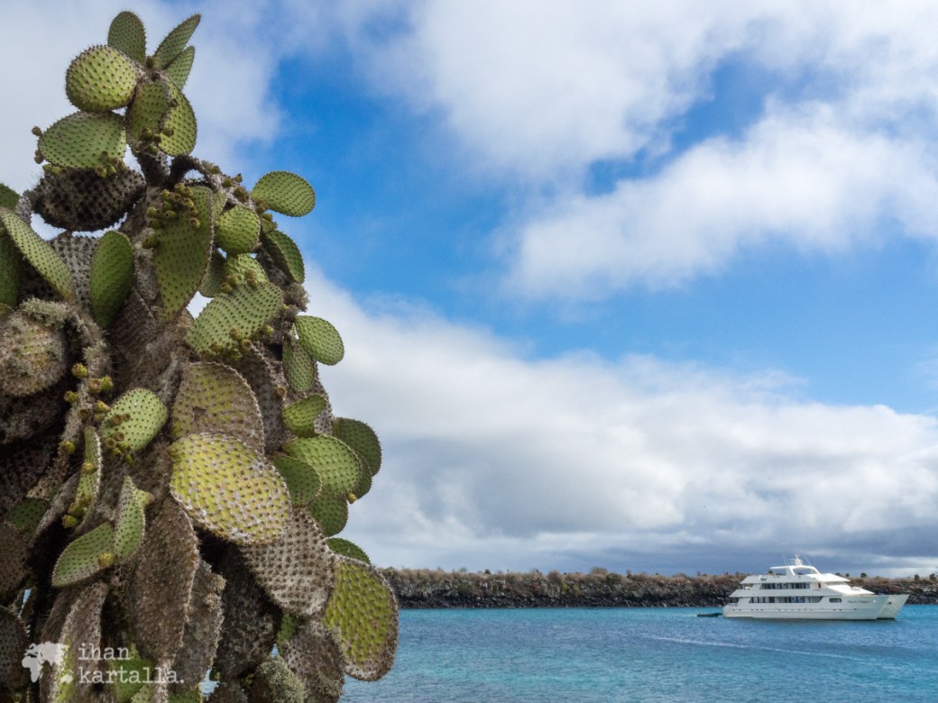 10-9-galapagos-south-plaza-cormorant