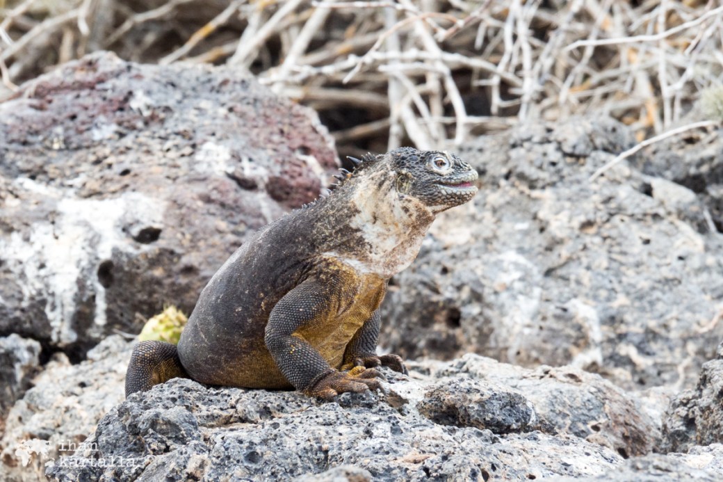 10-9-galapagos-south-plaza-female-iguana